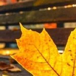 淚成河，喚母歸(全集)